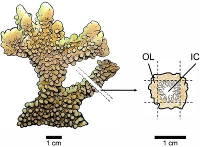 Shotgun Proteomics Identifies Active Metabolic Pathways in Bleached Coral Tissue and Intraskeletal Compartments